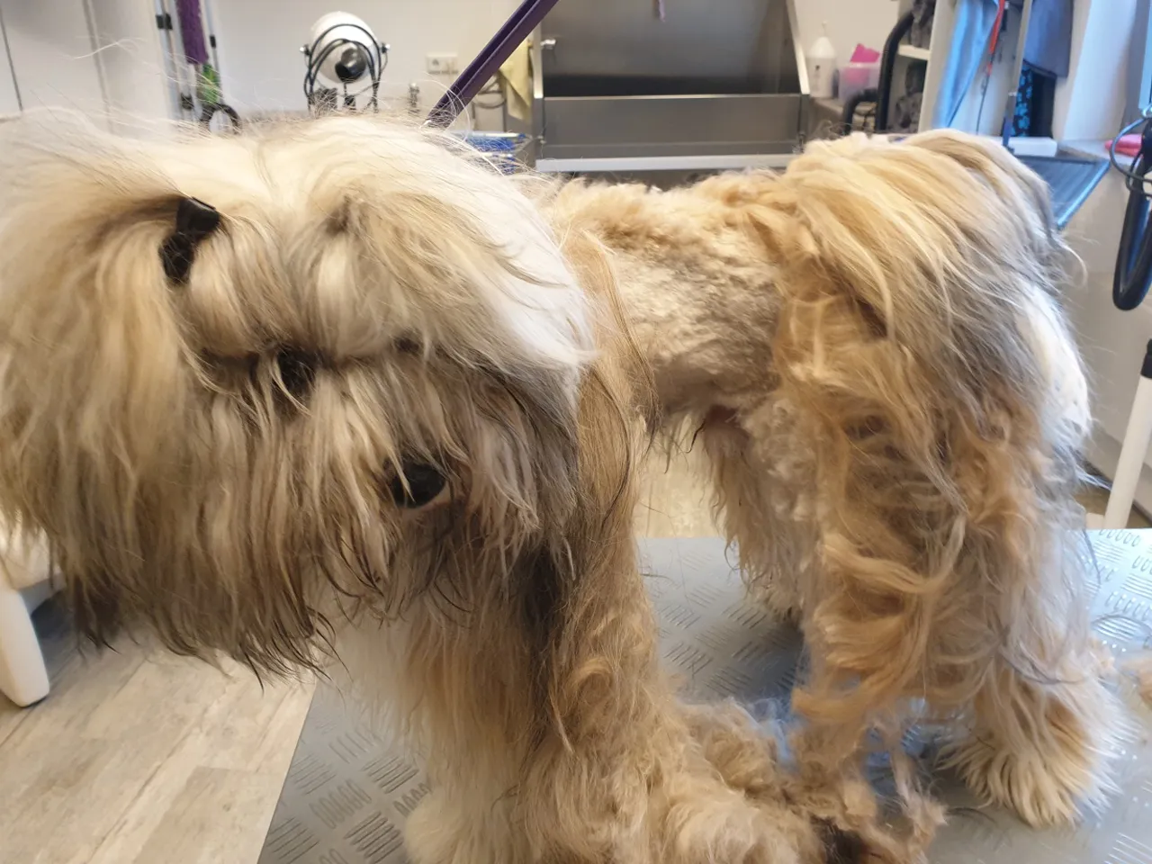 Ungepflegter Hund mit verfilztem Fell beim Hundefriseur